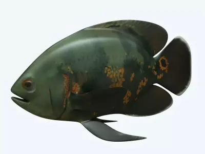 Black Tiger Fish 3D model