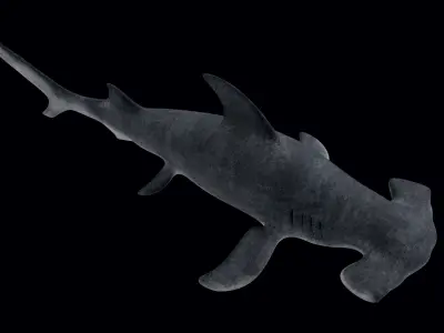 Hammerhead Shark Low-poly 3D model 5