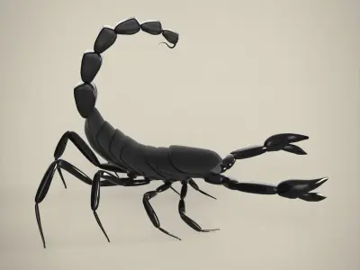 Scorpion 3D model 4