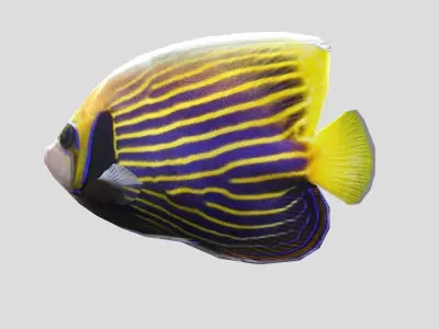 Emperor Angelfish Realistic Animated Low-poly 3D model
