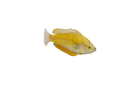 Lake Kurumoi Rainbowfish Low-poly 3D model