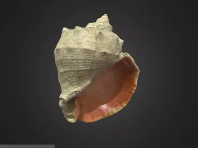 shell Low-poly 3D model