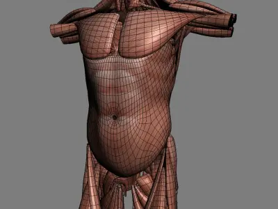 Human Male Torso Anatomy 3D model