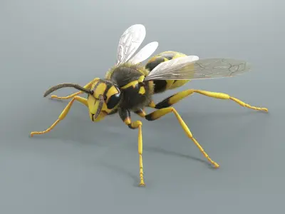  Wasp Vespula Vulgaris Xgen 