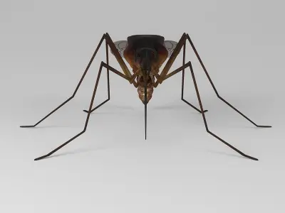 Mosquito 3D model get