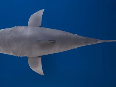 White Shark 3D model