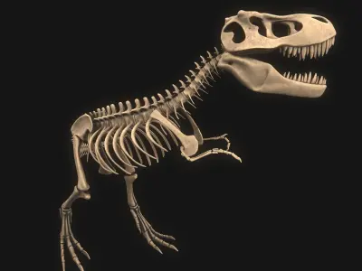 T-rex Skeleton 3D model buy
