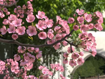 Somei Yoshino Sakura Cherry Blossom Branch Pink 3D model