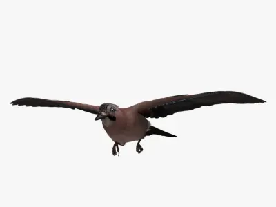 Garrulus Glandarius 'Eurasian Jay' 3D model