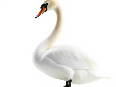 Elegant Swan D Model Pack for Detailed Rendering Low-poly 3D model