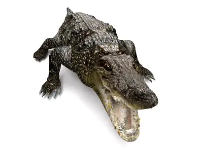 Crocodile 3D Model low poly alligator Low-poly 3D model