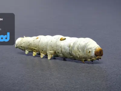 Silkworm 3D model purchase