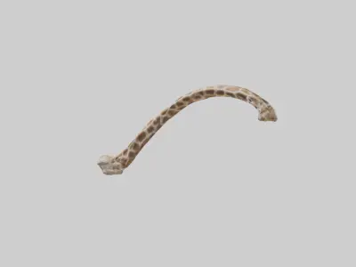 Giraffe Rib Low-poly 3D model