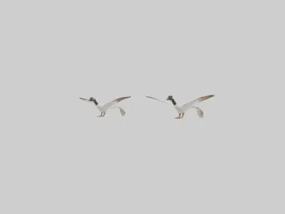 Goose flying in formation model Low-poly 3D model