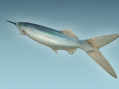 Ballyhoo Fish 3D model
