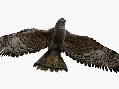Hawk Fur Anatomy 3D model