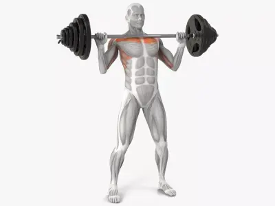 Male Muscular System Shoulder Press Animated Rigged for Maya 3D model purchase