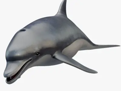 Dolphin Rigged Low-poly 3D model purchase