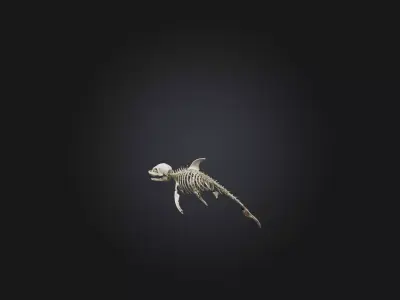 Realistic Dolphin Skeleton Model Low-poly 3D model