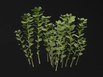 SedumMakinoi 3D model