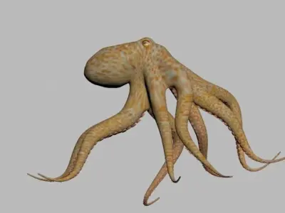 Octopus Low poly 3D model