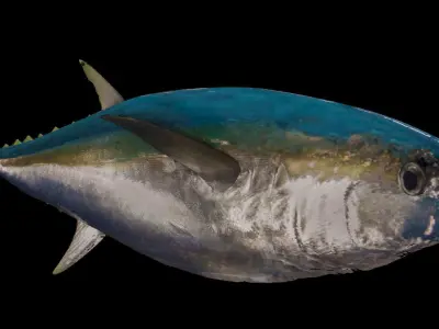 Tuna 3D model bluefin Free low-poly 3D model