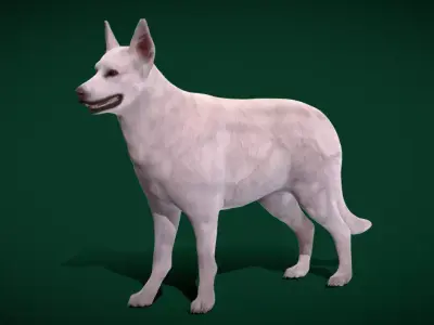 White Swiss Shepherd Dog Breed Free low-poly 3D model