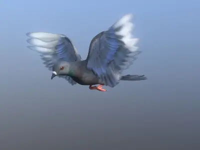 Pigeon - Medium Detail Animated  Low-poly 3D model