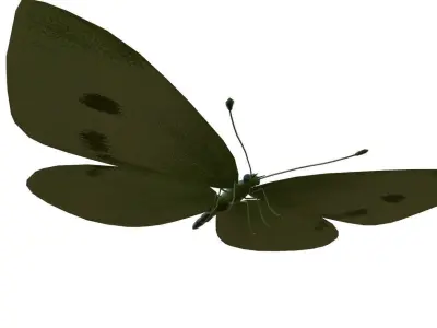 Butterfly 3d Model 3D model order