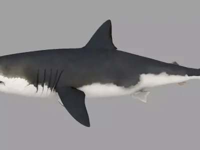 Animal - Shark Low-poly 3D model