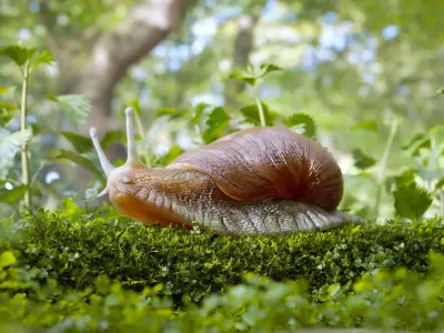 Snail Forest 3D Scene Low-poly 3D model