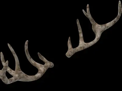 antlers horns 02 3D model