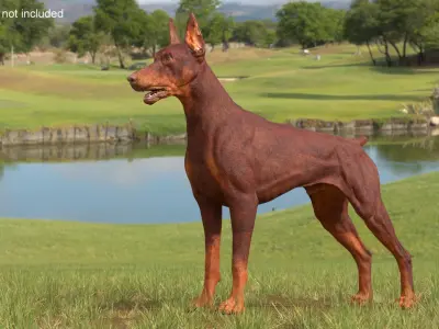 Doberman Dog Brown 3D model