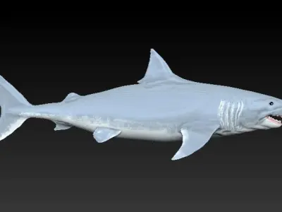 3D Shark Model Free 3D print model