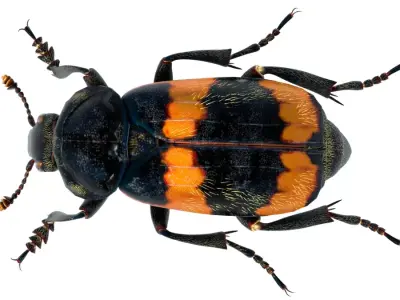 American burying beetle Free 3D model