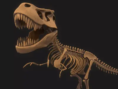 T-rex Skeleton 3D model get