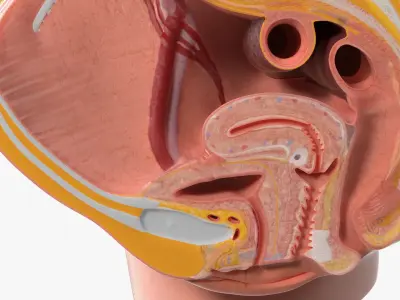 Medical Model Female Pelvic Anatomy Cross Section 3D model