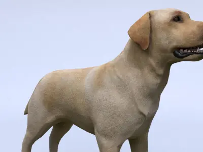 Labrador retriever Low-poly 3D model purchase