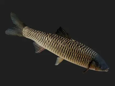 GrassCarp Low-poly 3D model