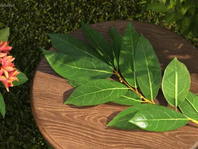 Laurus Nobilis Stem 3D model