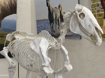 Horse Skeleton 3D model shop