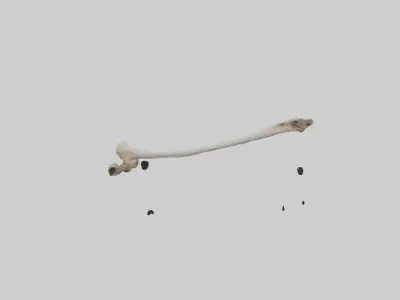 Kangaroo Femur Low-poly 3D model