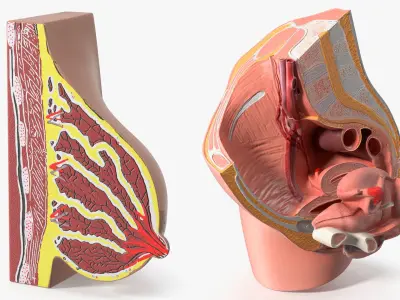  Gynecology Education Cross Section Models Collection 