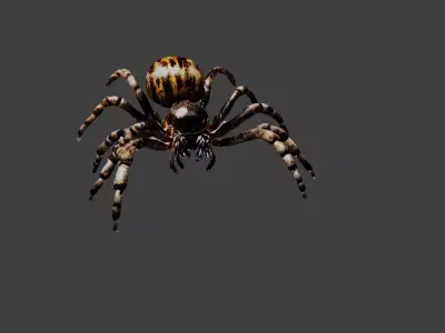 Spider Low-poly 3D model purchase