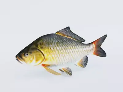 Carp Animal Free 3D model
