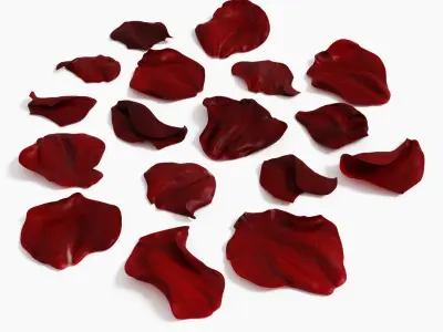 Rose Petals Extended Rebuild 3D model