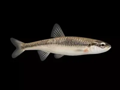 Bluntnose Minnow - Freshwater fish Low-poly 3D model