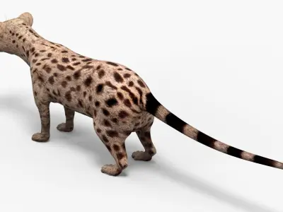  Asian Palm Civet Musang Spotted Coat Brown  purchase