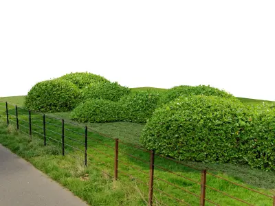 Green Ligustrum 3D model