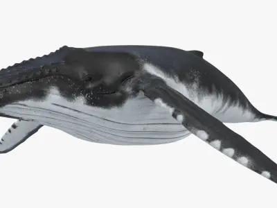 Humpback Whale Rigged for Maya 3D model